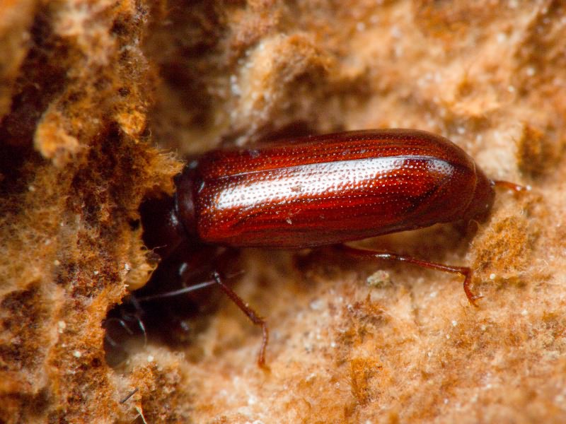 Corticeus unicolor Piller & Mitterpacher, 1783
